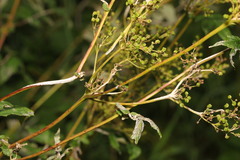 Podosphaera filipendulae