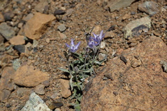 Campanula scabrella