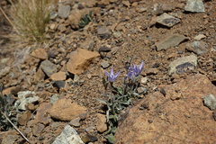 Campanula scabrella