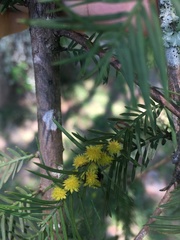 Taxodiomyia
