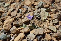 Campanula scabrella