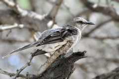 Mimus gilvus rostratus