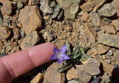 Campanula scabrella