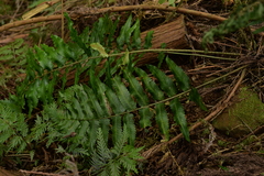 Dryopteris scottii