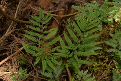 Arachniodes amabilis