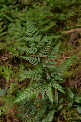 Arachniodes pseudoaristata