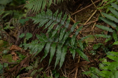 Dryopteris scottii