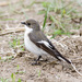 Pied Flycatcher - Photo (c) Sergey Yeliseev, some rights reserved (CC BY-NC-ND)