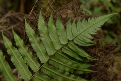 Dryopteris scottii
