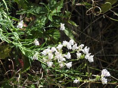 Linaria nivea
