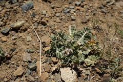 Crepis occidentalis conjuncta