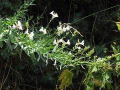 Linaria nivea
