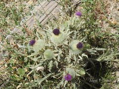 Cirsium eriophorum