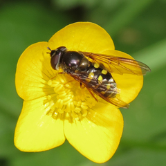 Dasysyrphus intrudens