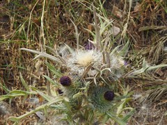 Cirsium eriophorum