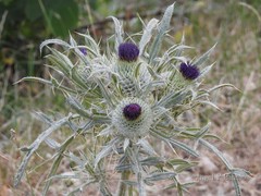 Cirsium eriophorum