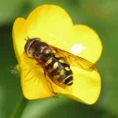 Dasysyrphus intrudens