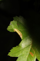 Phyllonorycter oxyacanthae