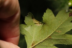 Phyllonorycter oxyacanthae