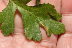 Phyllonorycter oxyacanthae