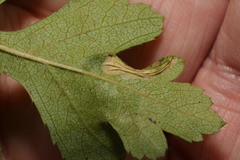 Phyllonorycter oxyacanthae