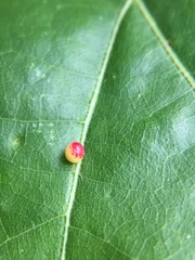 Zopheroteras sphaerula