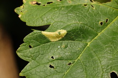 Phyllonorycter geniculella