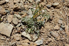 Crepis occidentalis conjuncta