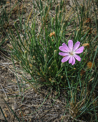 Lygodesmia grandiflora