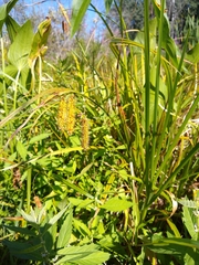 Carex pseudocyperus