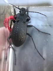Carabus hortensis