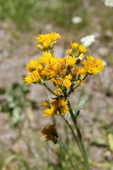 Senecio scorzonella