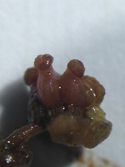 Potamogeton pusillus