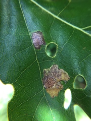 Tischeria quercitella