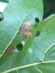 Tischeria quercitella