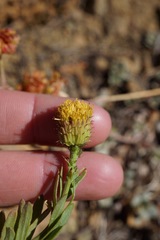 Erigeron petrophilus viscidulus