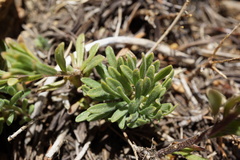 Erigeron petrophilus viscidulus