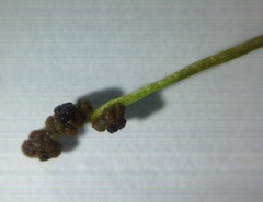 Potamogeton pusillus