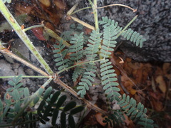 Mimosa grahamii