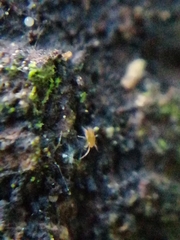 Eupodes