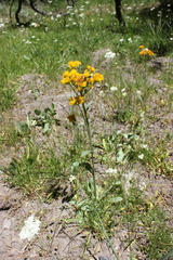 Senecio scorzonella