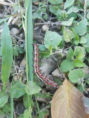 Lepidoptera