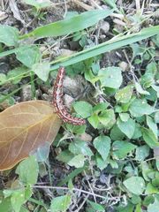 Lepidoptera