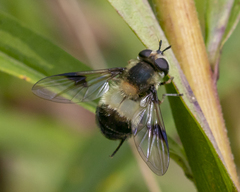 Leucozona americana image