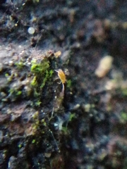 Eupodes