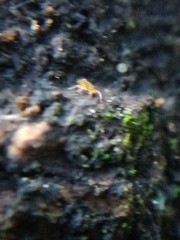 Eupodes