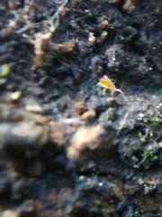 Eupodes