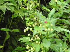 Humulus lupulus