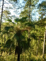 Brahea salvadorensis