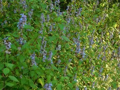 Salvia mocinoi